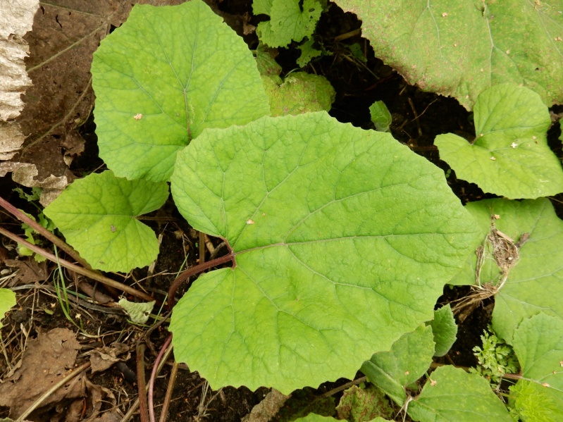 Bestand:Groot hoefblad.JPG