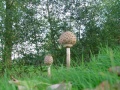 Miniatuurafbeelding voor de versie van 17 okt 2012 10:13