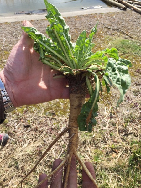 Bestand:Wortel teunisbloem.jpg