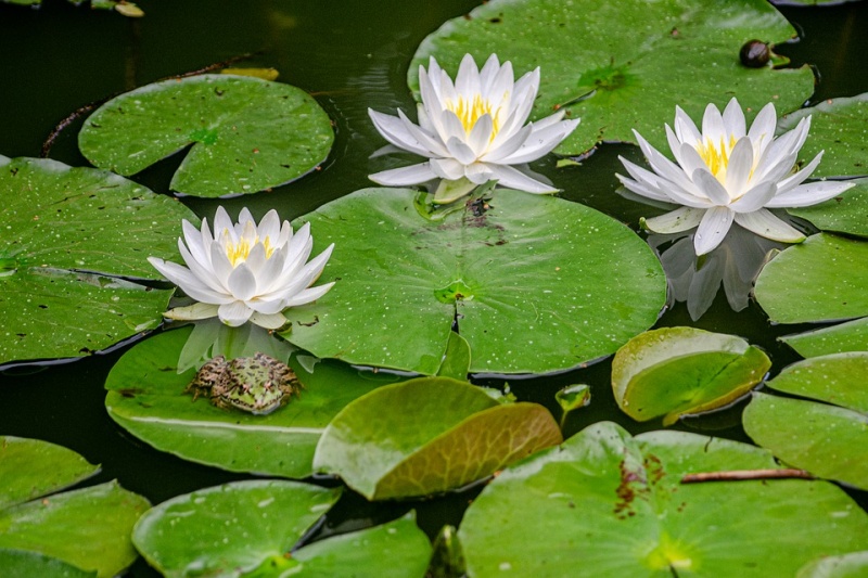Bestand:Waterlelies.jpg