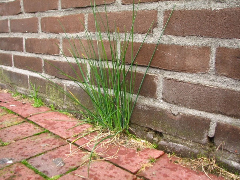 Bestand:Bieslook.JPG