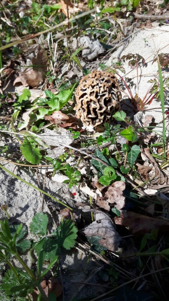 Bestand:Morielje camouflage.jpg