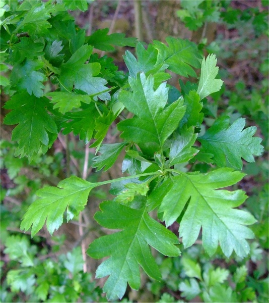 Bestand:Meidoornblad.jpg