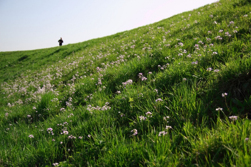 Bestand:Pinksterbloem veld.jpg
