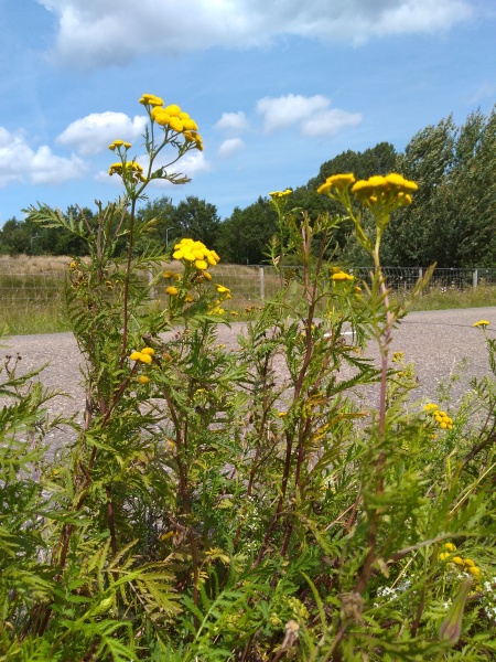 Bestand:Boerenwormkruid blad.jpg