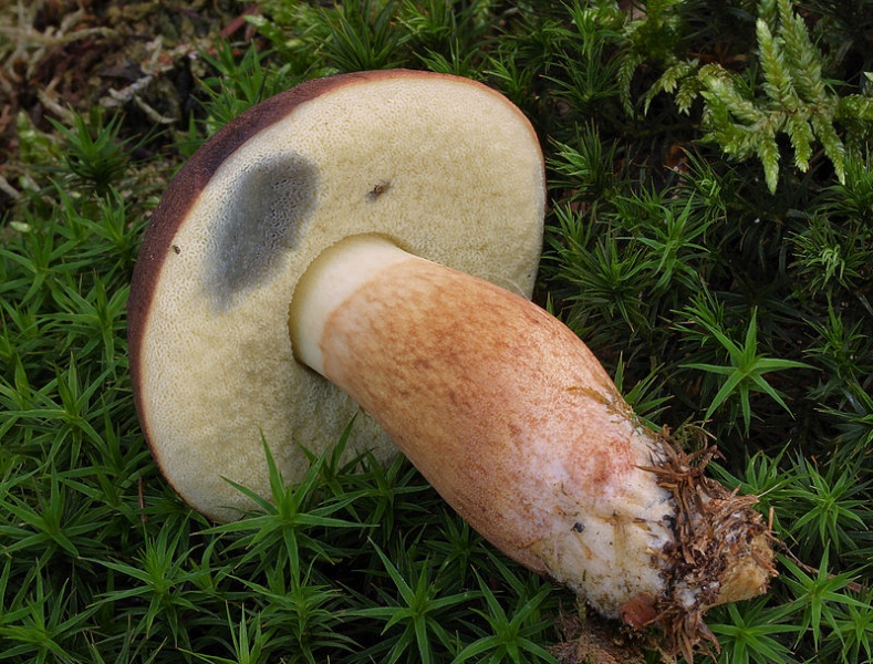 Bestand:Blauwverkleuring.jpg