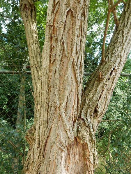 Bestand:Bast Robinia.JPG