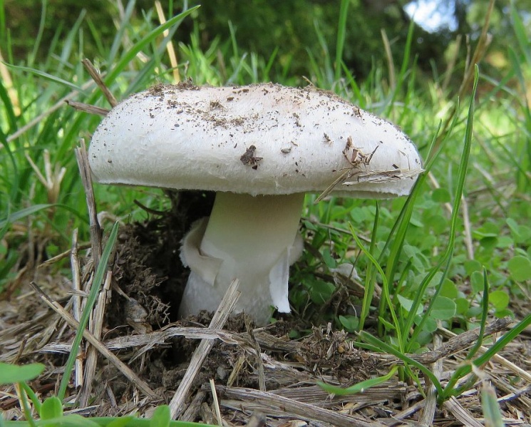 Bestand:Weidechampignon.jpg
