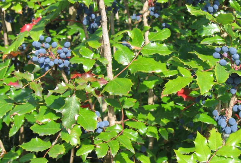 Bestand:Mahoniastruik.jpg