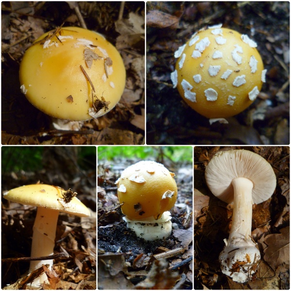 Bestand:Amanita gemmata.jpg