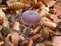 Miniatuurafbeelding voor de versie van 24 sep 2013 09:52