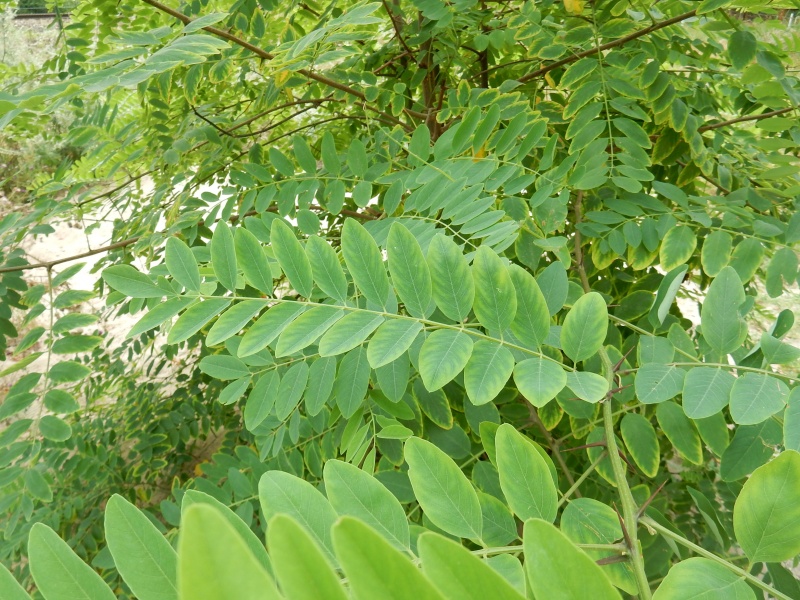 Bestand:Blad Robinia.JPG