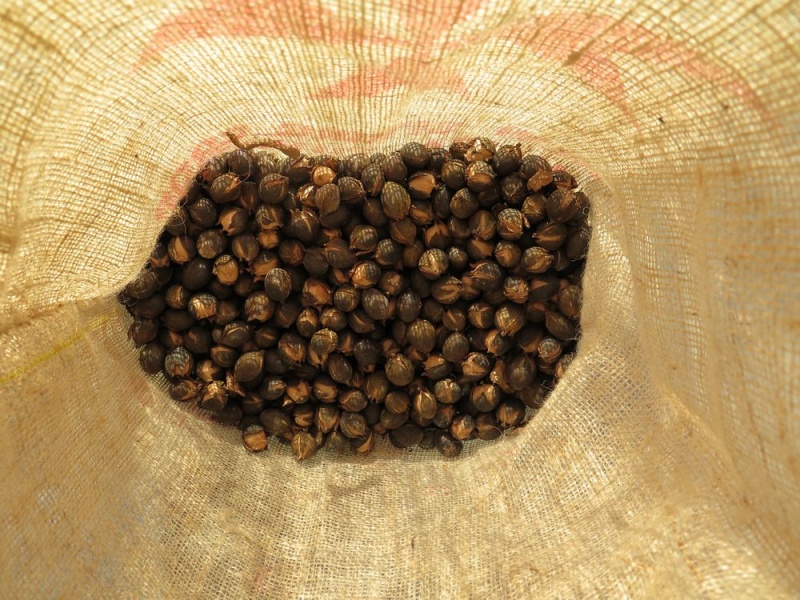Bestand:Bitternoten in jute.JPG