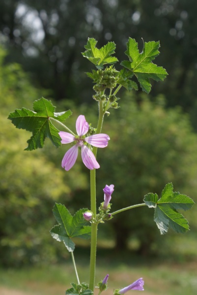 Bestand:Malva.JPG