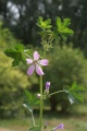 Miniatuurafbeelding voor de versie van 25 jul 2012 08:05