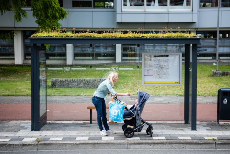 Bestand:Muurpeper bushokjes.jpg