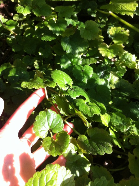Bestand:Hondsdraf met hand.jpg