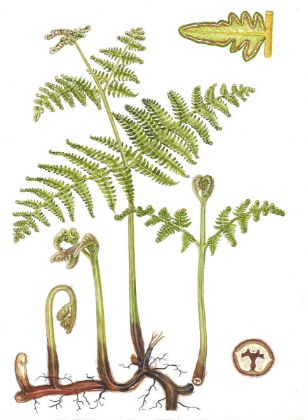 Bestand:Adelaarsvaren.jpg