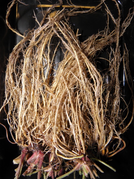 Bestand:Nagelkruid.JPG