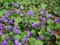Miniatuur voor Bestand:Viola odorata 2.jpg