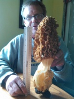 Massive morel that Kelly Young picked up along the railroad tracks south of Walnut, Iowa. It weighs 1.5 lbs, it's 15 inches high and 14 inches around. Photo credit: Iowa DNR