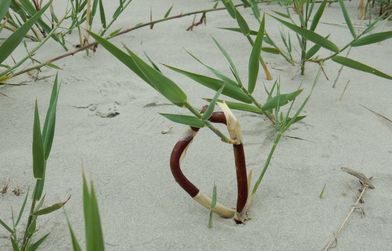 Bestand:Riet.jpg