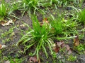 Miniatuur voor Bestand:Hertshoornweegbree plantjes.jpg