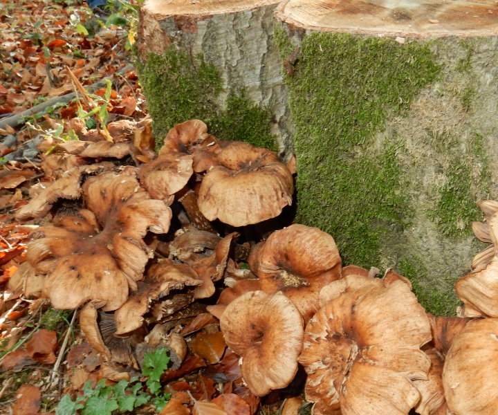 Bestand:Sombere honingzwam.jpg
