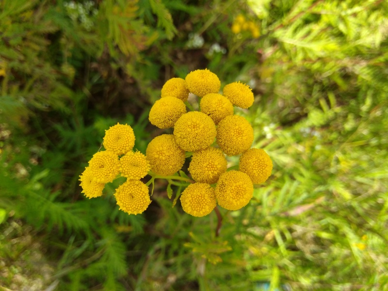Bestand:Boerenwormkruid bloemhoofdjes.jpg