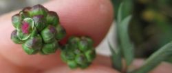 Miniatuur voor Bestand:Kleine pimpernel bloemhoofdje.jpg