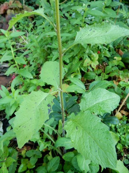 Bestand:Akkerkool blad.JPG