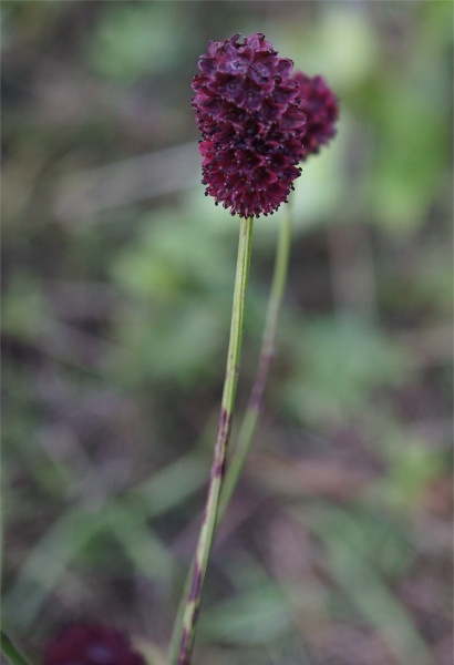 Bestand:Grote pimpernel bloem.jpg