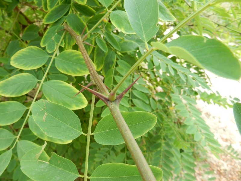 Bestand:Scherpe stekels Robinia.JPG