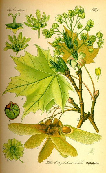 Bestand:Esdoorn.jpg