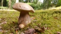 Miniatuurafbeelding voor de versie van 8 mrt 2017 14:29