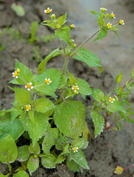 Bestand:Onkruidboek knopkruid-1.jpg