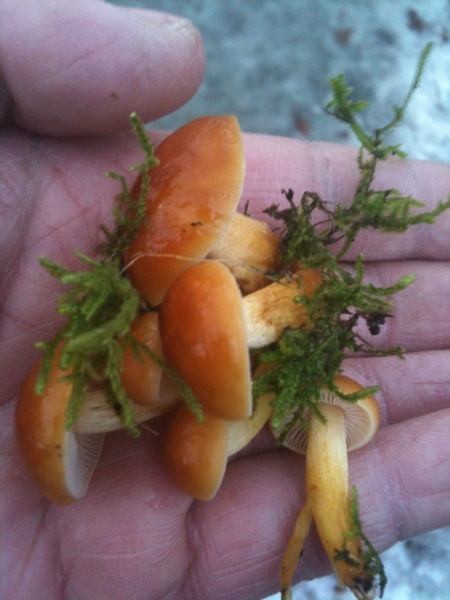 Bestand:Fluweelpootjes in de hand.JPG