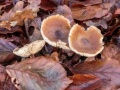 Miniatuurafbeelding voor de versie van 6 feb 2020 12:11