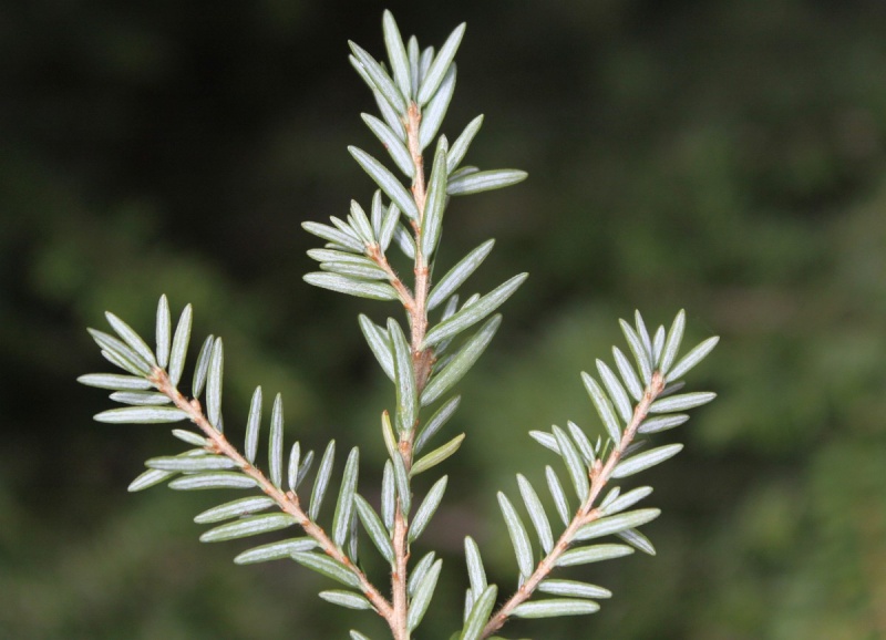 Bestand:Tsuga heterophylla ongelijke naalden.JPG