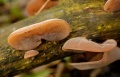 Miniatuurafbeelding voor de versie van 25 nov 2012 20:54