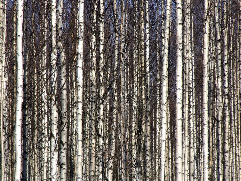 Bestand:Berkenbos.jpg
