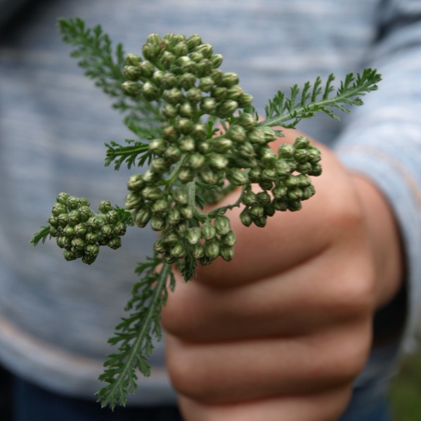Bestand:Duizendblad knopscherm.jpg