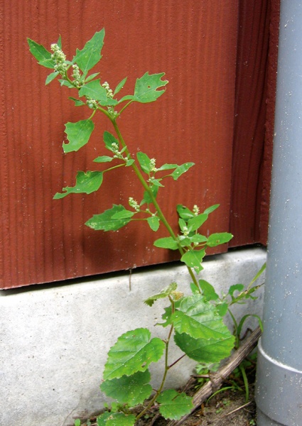 Bestand:Melganzevoet 3.jpg