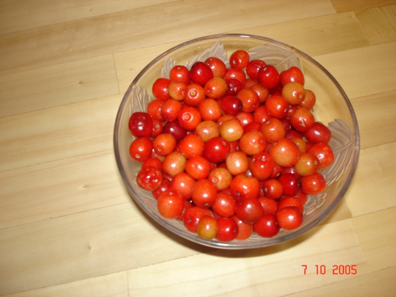 Bestand:Kornoeljes.JPG