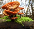 Miniatuurafbeelding voor de versie van 10 jan 2020 14:21