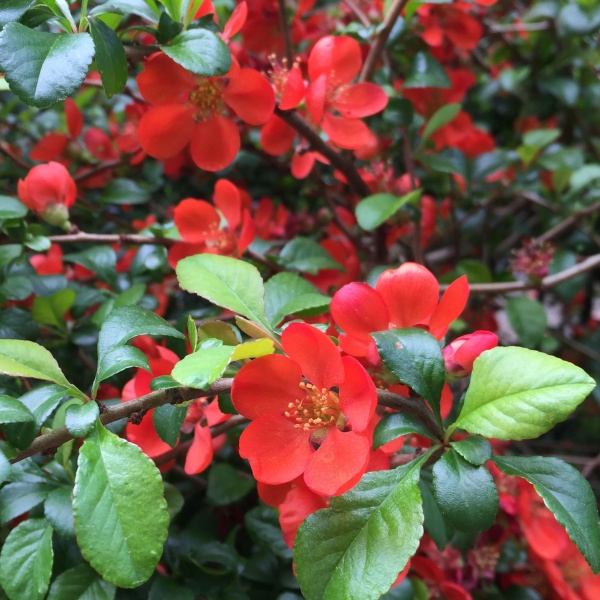 Bestand:Japanse kweeappel bloem.jpg