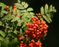 Miniatuur voor Bestand:Sorbus aucuparia owoce 744.jpg