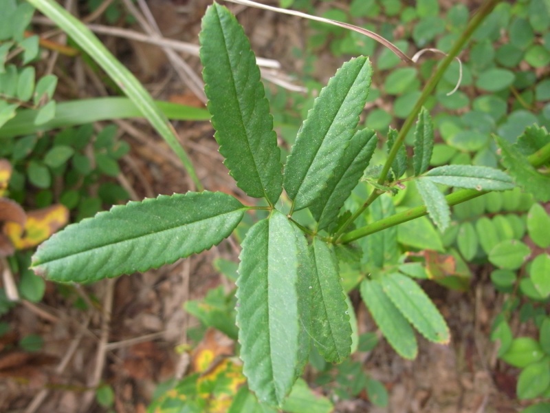 Bestand:Grote pimpernel.jpg