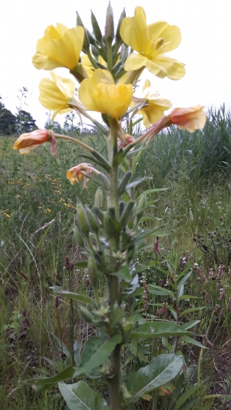 Bestand:Teunisbloem.jpg