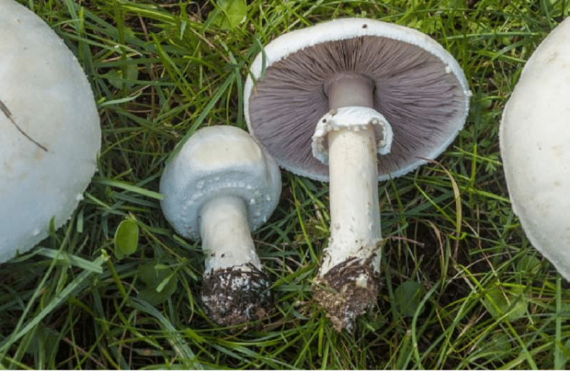 Bestand:Agaricus-arvensis.png